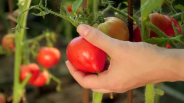Arka bahçeden taze olgun domates toplayan kadın çiftçi elleri. Organik gıda, beslenme ve yerli tarım kavramı