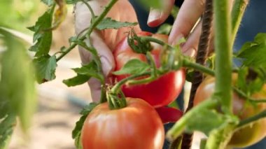 Çiftçilerin çiftlikten taze olgun domatesleri toplayıp toplamalarına yakın çekim. Organik gıda, beslenme ve yerli tarım kavramı