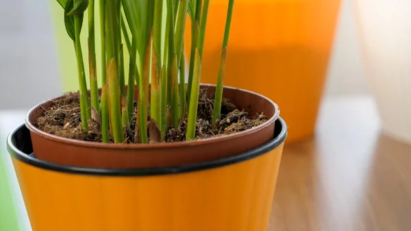 Evdeki turuncu plastik kapta yetişen taze yeşil bitki filizlerinin yakınlaşması. — Stok fotoğraf