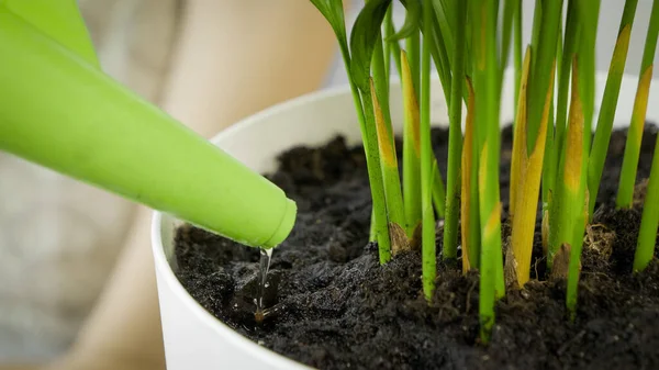 Macro shot of watering fresh green plant sprouts in plastic pot — Stock Photo, Image