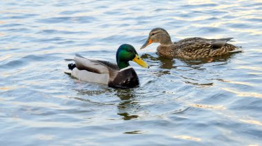Gölette yüzen ve su altında yiyecek arayan ördeklerin yakınına.