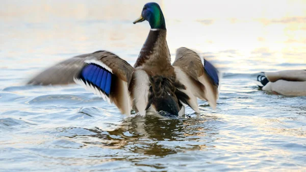 Primer plano de ánades reales de pato luchando por la comida en el estanque del parque de la ciudad. —  Fotos de Stock