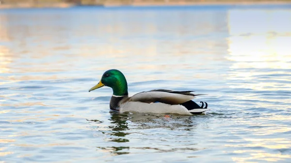 Un montón de patos buscando comida en la superficie del agua en el parque de la ciudad. —  Fotos de Stock