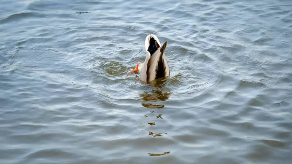 Grote kudde eenden zwemmen op meer en duiken onderwater vissen vangen — Stockfoto