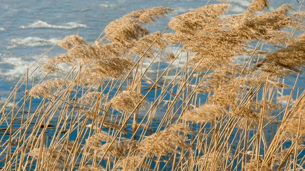 Närbild av torra vass fladdrar under stark vind på kall vinterdag vid floden. — Stockfoto