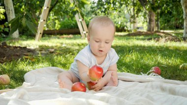 Meyve bahçesinde çimenlerde oturan ve olgun elmalarla oynayan tatlı bir oğlan. Çocuk gelişimi, ebeveynlik ve sağlıklı organik gıda yetiştirme kavramı.