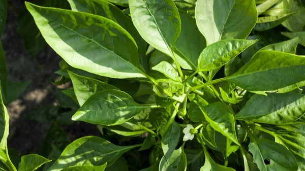 Top view shot of green leaves of growing bell pepper at backyard garden bed. Agriculture and organic food growing — Stock Photo, Image