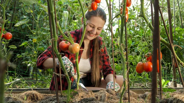 Usmívající se mladá zahradnice pracující v zahradě s rostoucími červenými rajčaty — Stock fotografie