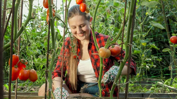 Portrait of smiling young woman spudding soil at growing red tomatoes in domestic garden — Stock Photo, Image