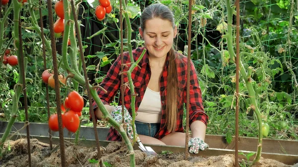 Gyönyörű mosolygós nő dolgozik kerti ágyban növekvő piros paradicsom. A kertészkedés, a háztartási élelmiszerek és az egészséges organikus táplálkozás fogalma. — Stock Fotó