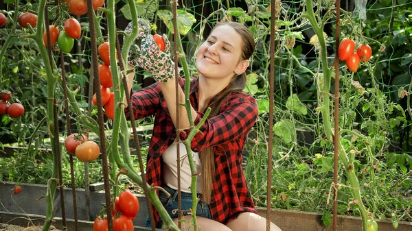 Szczęśliwa uśmiechnięta farmerka zbierająca dojrzałe czerwone pomidory i wąchająca je w ogrodzie. Pojęcie ogrodnictwa, żywności w gospodarstwie domowym i zdrowego żywienia ekologicznego. — Zdjęcie stockowe