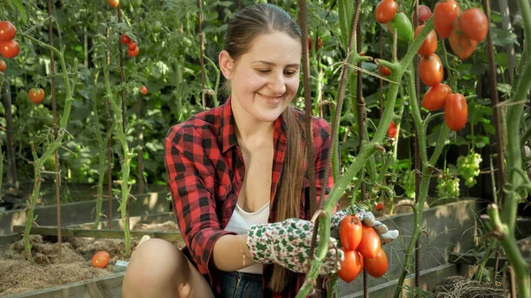 Mosolygó női kertész portréja, aki aratással vagy érett vörös paradicsommal pózol a kertben. A kertészkedés, a háztartási élelmiszerek és az egészséges organikus táplálkozás fogalma. — Stock Fotó