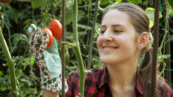 Porträtt av leende ung kvinnlig trädgård plocka röda mogna tomater i trädgården — Stockfoto