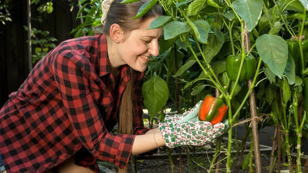 Portrait of happy smiling woman looking at ripe red bell pepper growing on garden bed at backyard. Concept of gardening, domestic food and healthy organic nutrition. — Stock Photo, Image