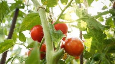 Parlak güneşin yaprakların arasından parlaması ya da bahçedeki olgun domates. Bahçe işleri, ev yemekleri ve sağlıklı organik beslenme kavramı.