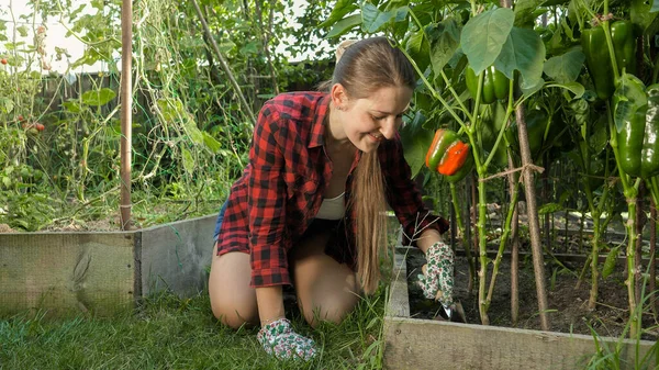 Bahçede çalışan ve çan biberli bahçe yatağında toprak gülen genç bir kadın. Bahçe işleri, ev yemekleri ve sağlıklı organik beslenme kavramı. — Stok fotoğraf