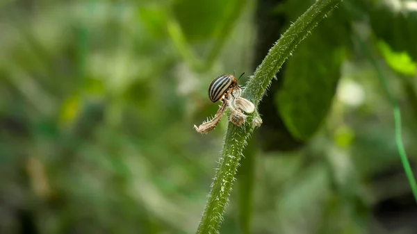 Primer plano de plaga colorado comer hojas y tallos de tomate y papa en el jardín —  Fotos de Stock