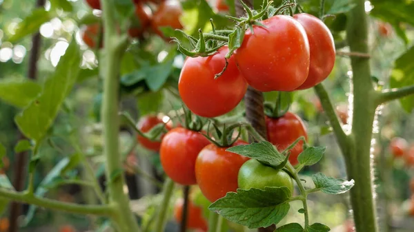 Closeup of big bunch of ripe red tomatoes growing at garden — Stock Photo, Image