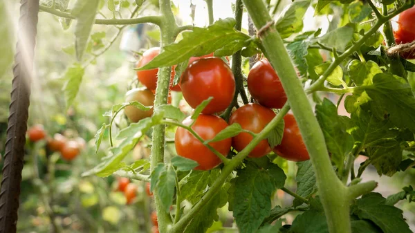 Big bunch or ripe red tomatoes growing at backyard garden. Concept of gardening, domestic food and healthy organic nutrition. — Stock Photo, Image