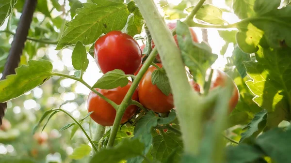 Closeup of red tomatoes ripening and growing in backyard garden — Stock Photo, Image