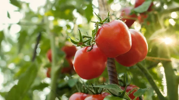 Closeup of ripe tomatoes growing at domestic garden. Concept of gardening, domestic food and healthy organic nutrition. — Stock Photo, Image