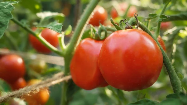 Closeup of ripe tomatoes growing at domestic garden. Concept of gardening, domestic food and healthy organic nutrition. — Stock Photo, Image