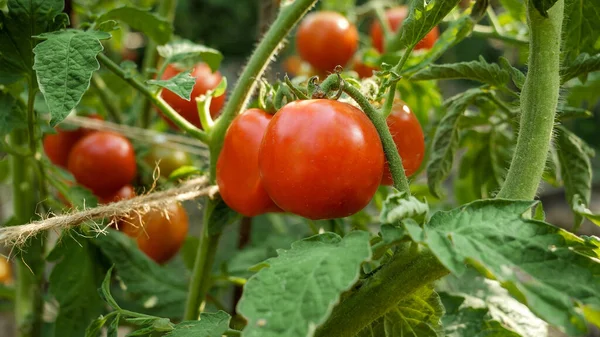 Dolly shot of red ripe tomatoes growing at backyard garden or farm. Concept of gardening, domestic food and healthy organic nutrition. — Stock Photo, Image