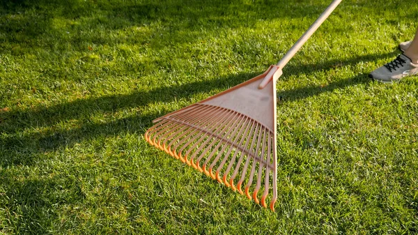 Closeup of collecting fallen tree leaves with rakes at backyard garden. Concept of houseworking, gardening and suburban life — Stock Photo, Image