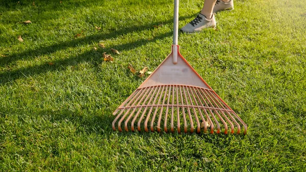 Plastic garden rakes colecting debris and fallen leaves on green grass lawn — Stock Photo, Image