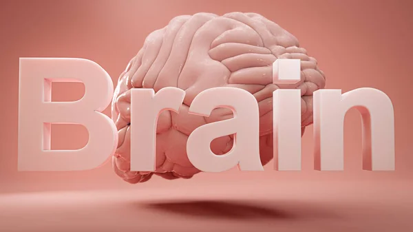 Word Brain Model Human Brain Pink Studio Background Concept Inspiritation — Fotografia de Stock