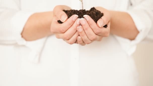 Poignée de sol avec jeune plante en croissance — Video