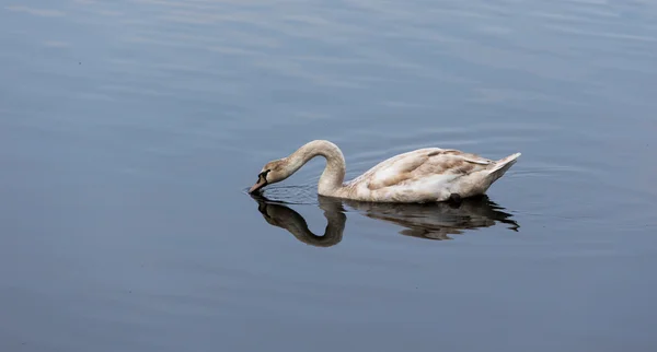 Unga swan dricksvatten — Stockfoto