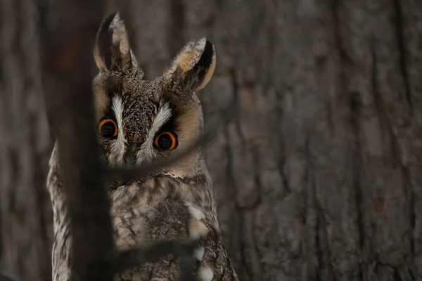 Medium Sized Eared Owl Maybe Little Larger Pigeon Representing Owl — Stock Photo, Image