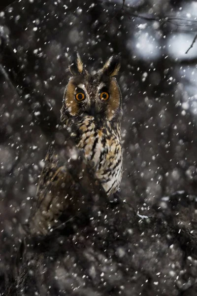 Medium Sized Eared Owl Maybe Little Larger Pigeon Representing Owl — Stock Photo, Image