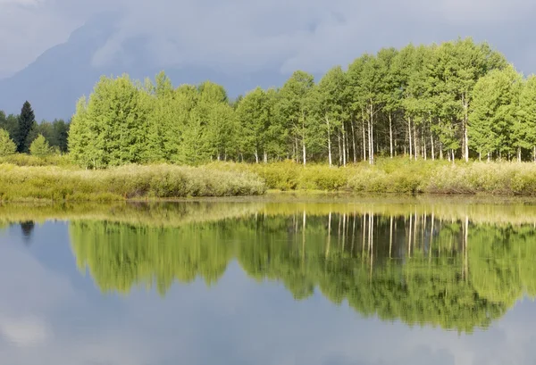森と水 — ストック写真