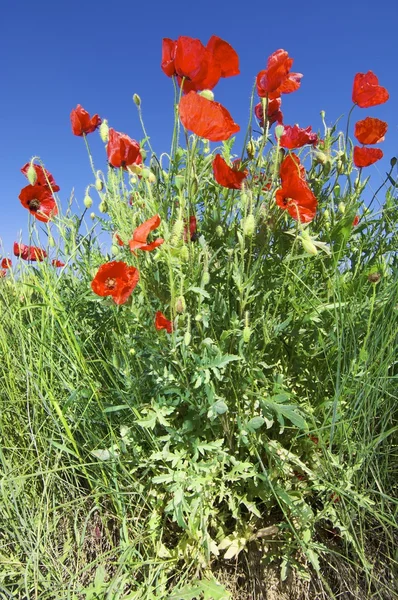 Poppies — Stock Photo, Image