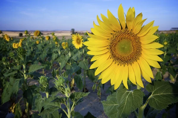 Zonnebloem — Stockfoto