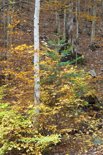 Bos in de herfst — Stockfoto