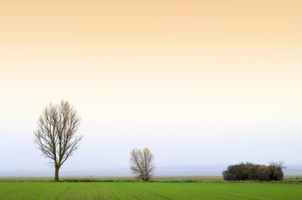 Três árvores — Fotografia de Stock