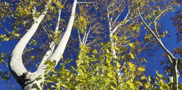 Ramos de árvores — Fotografia de Stock