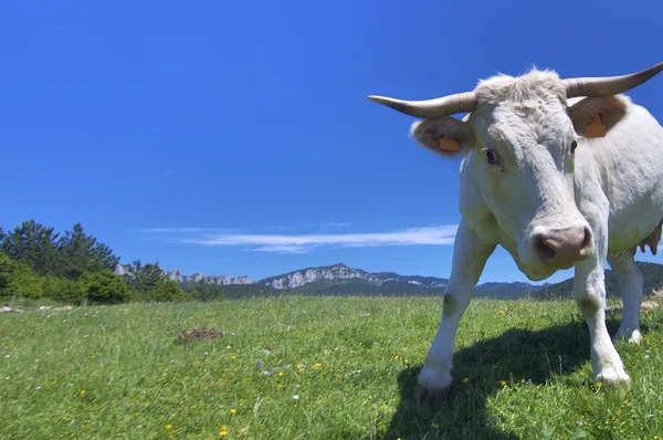 Ameaça de vaca — Fotografia de Stock