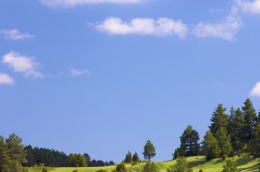 ağaçları ile çayır