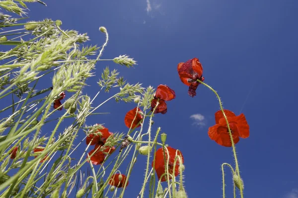 Poppies — Stock Photo, Image