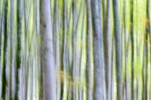 Hutan Abstrak — Stok Foto