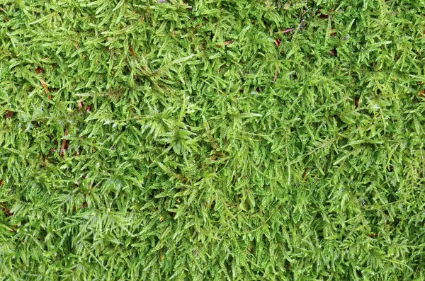 Green moss — Stock Photo, Image