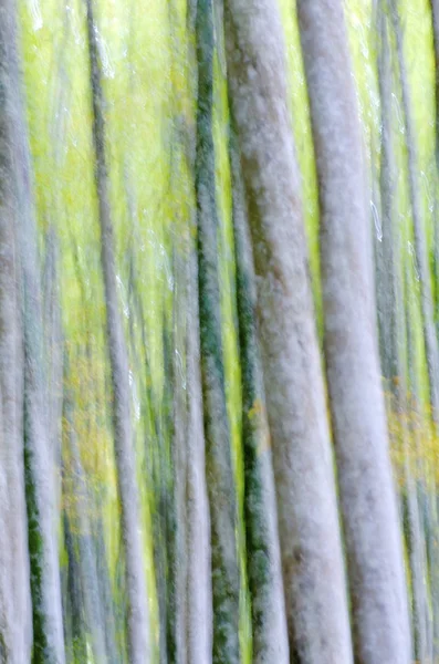 Абстрактный лес — стоковое фото
