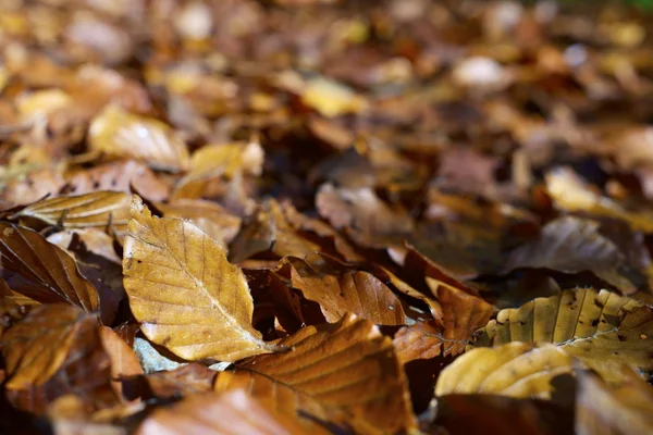 Fall background — Stock Photo, Image