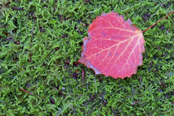 Podzimní pozadí — Stock fotografie