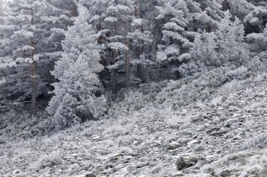Kar yağışıweather condition