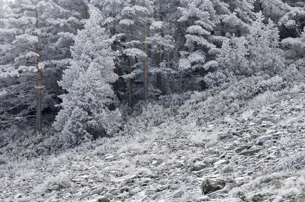 Queda de neve — Fotografia de Stock